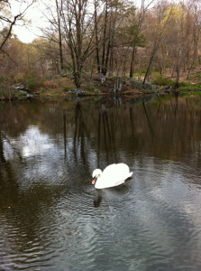 Swan