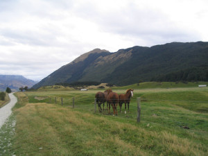 Paradise NZ